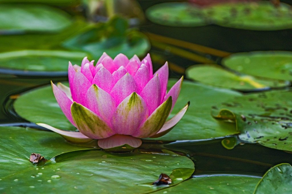 water lily, lotus, pond-7265146.jpg